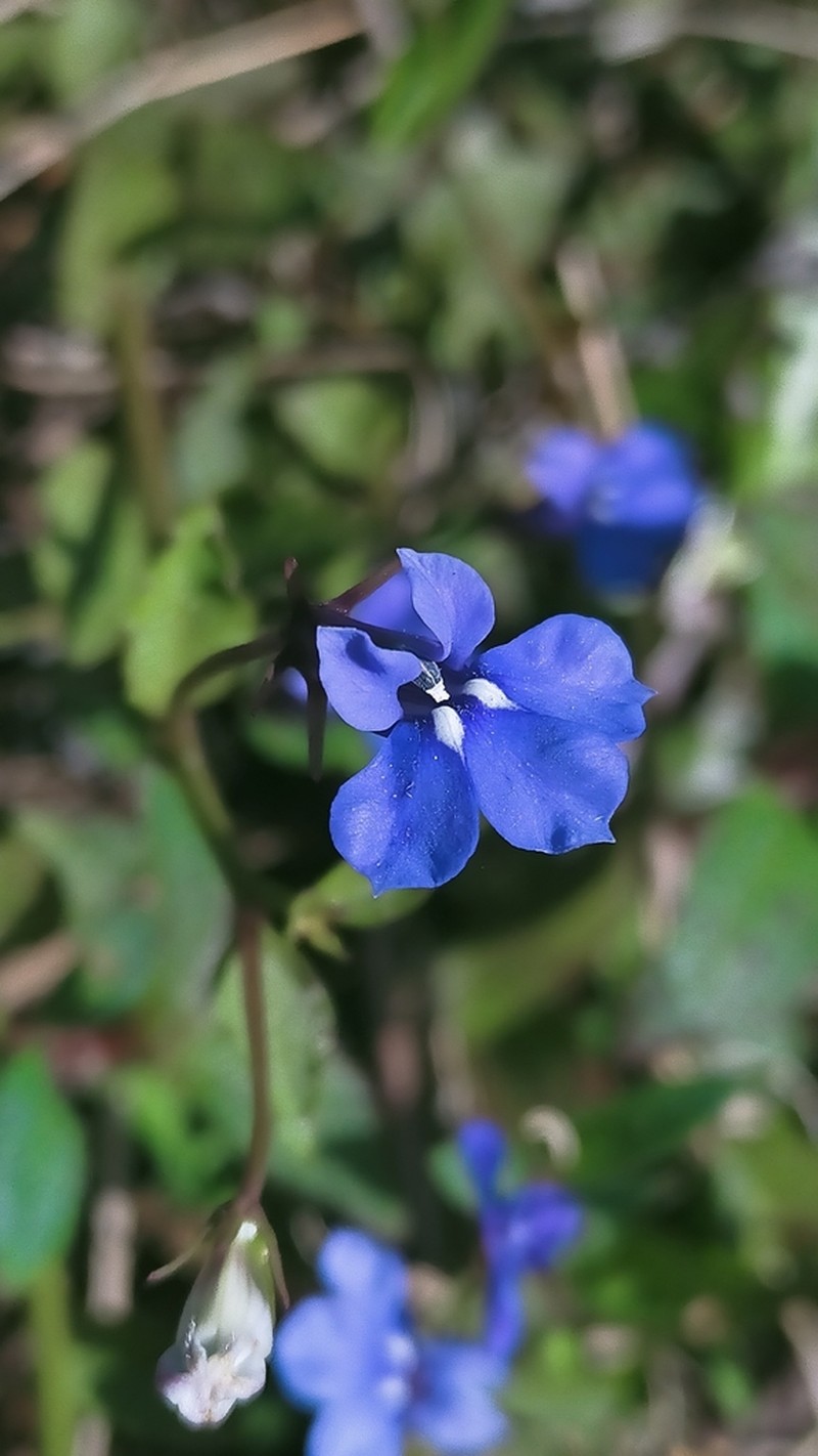 Lobelia dopatrioides photo 3