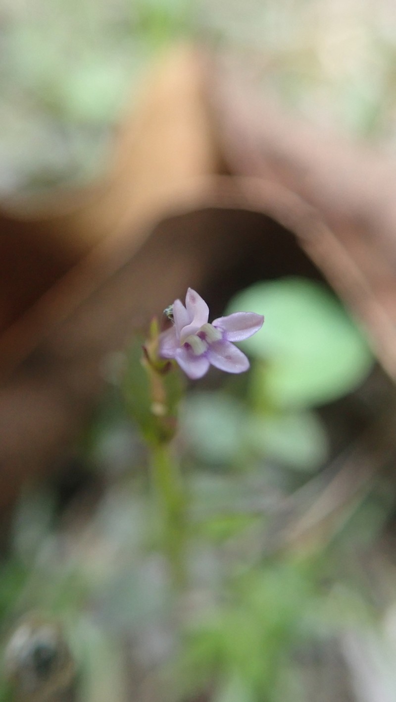 Lobelia dopatrioides photo 4