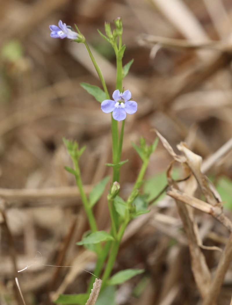 Lobelia dopatrioides photo 5
