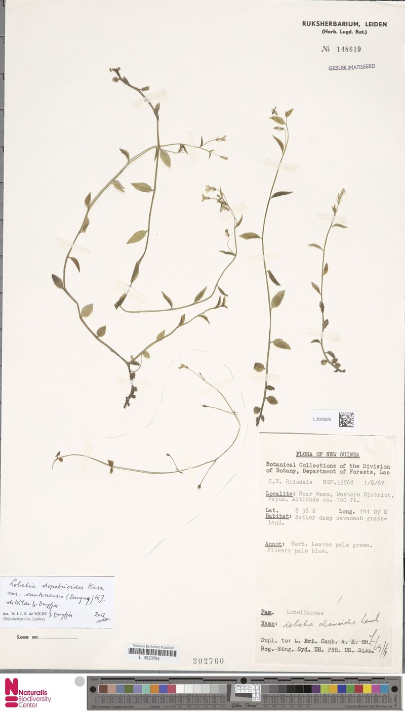 Lobelia dopatrioides var. cantonensis