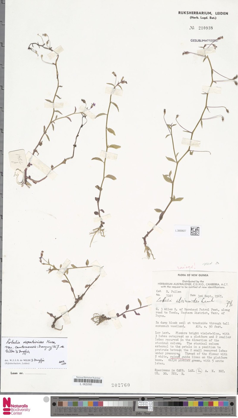 Lobelia dopatrioides var. cantonensis photo 2