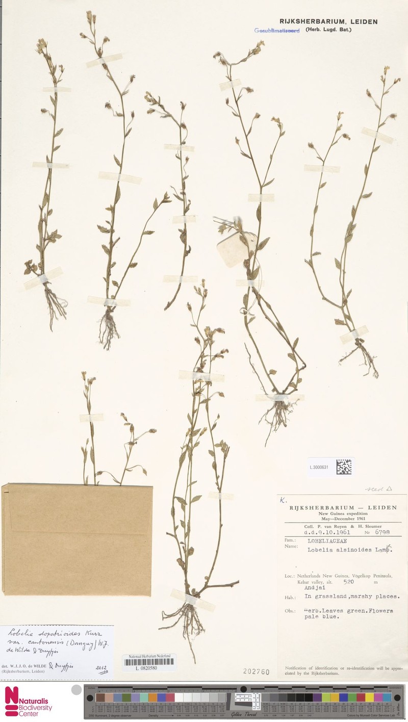 Lobelia dopatrioides var. cantonensis photo 3