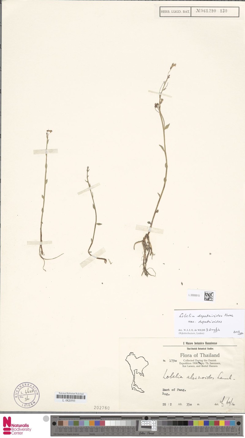 Lobelia dopatrioides var. dopatrioides
