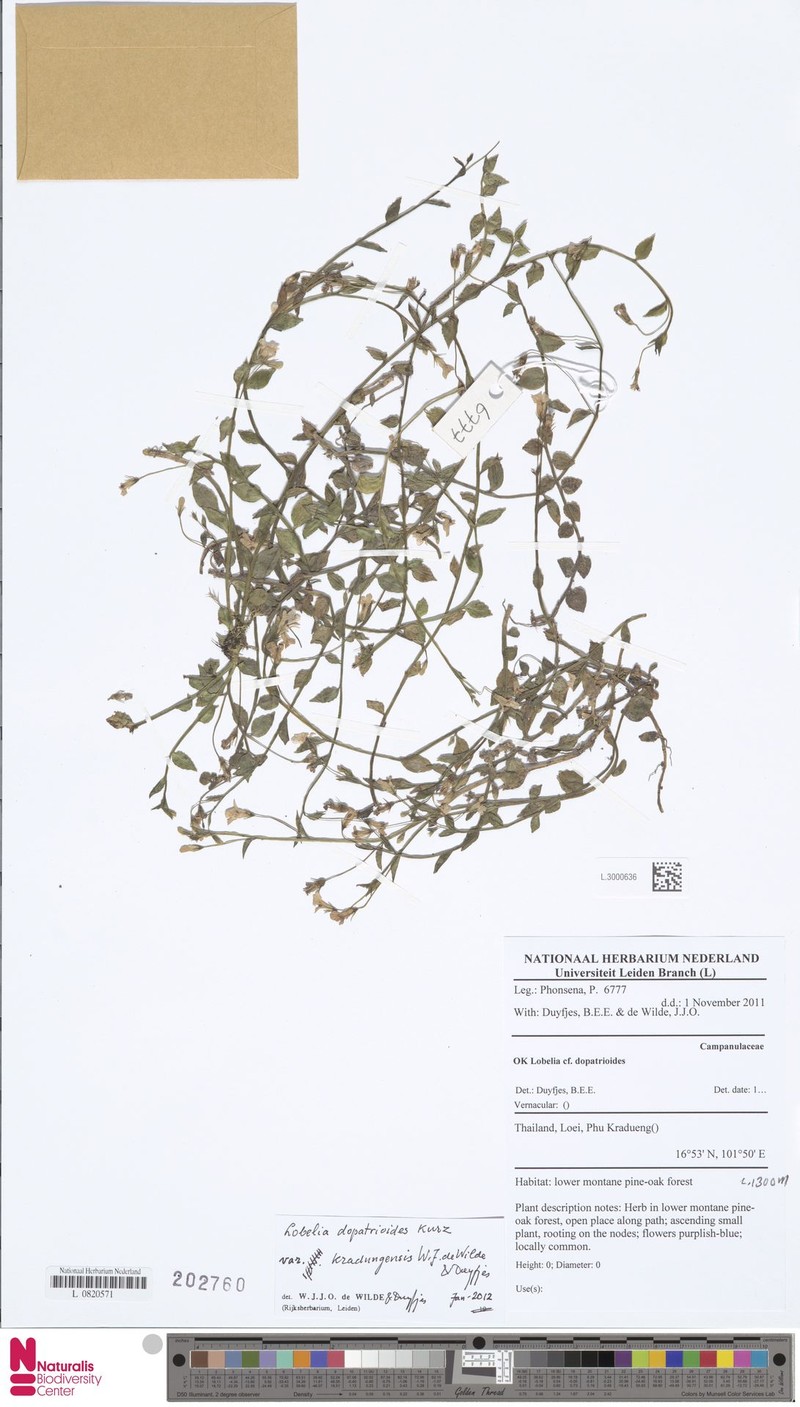 Lobelia dopatrioides var. kradungensis