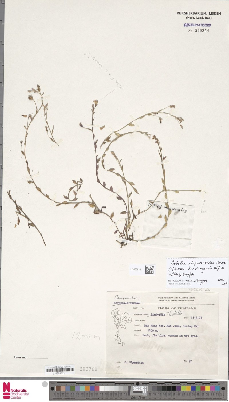 Lobelia dopatrioides var. kradungensis photo 2