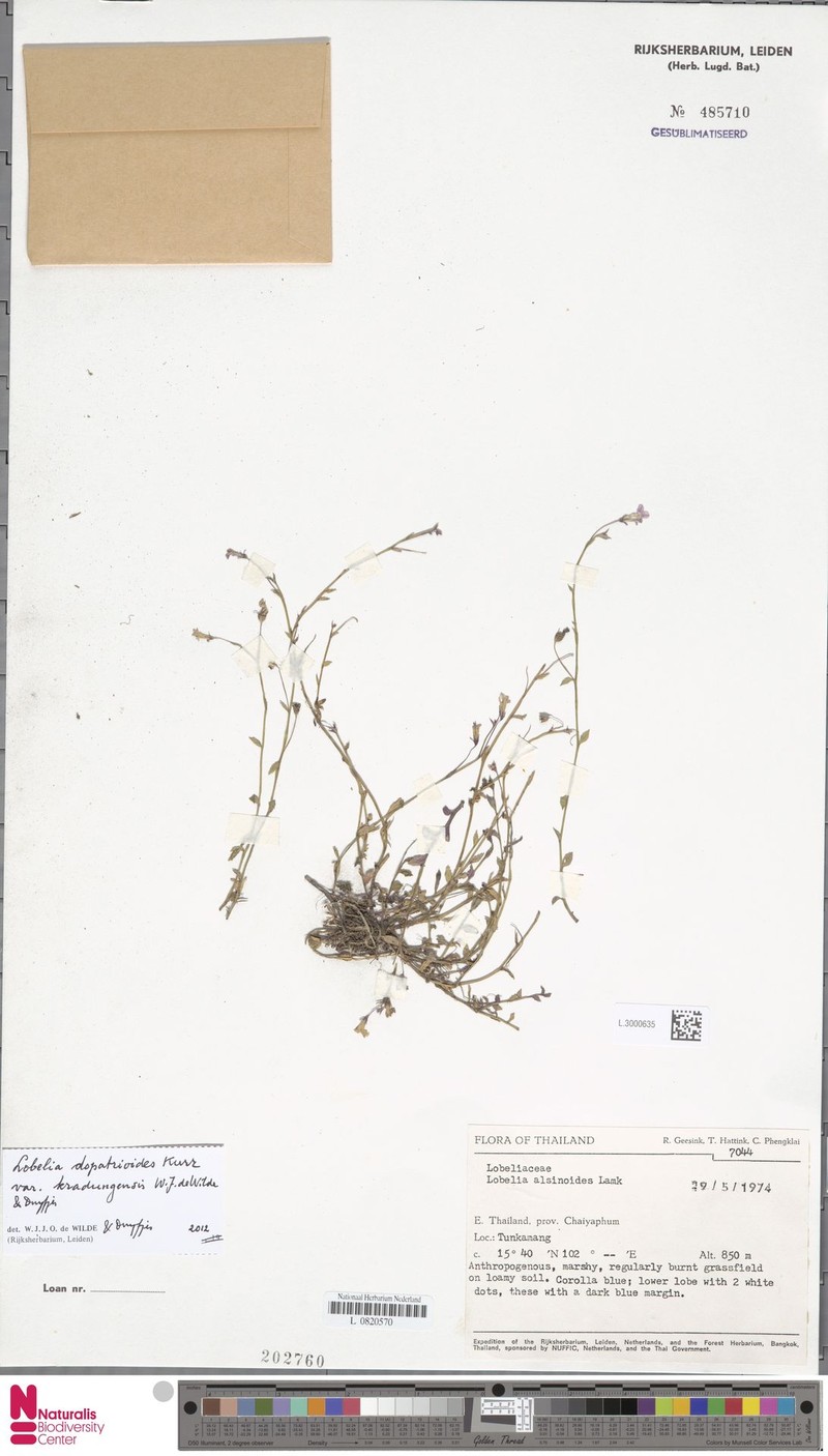 Lobelia dopatrioides var. kradungensis photo 3