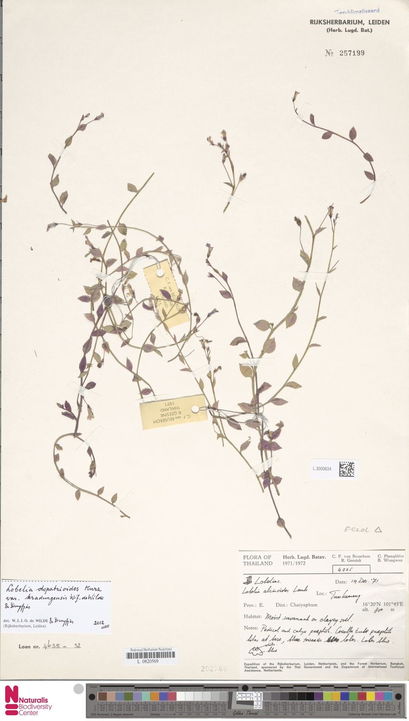 Lobelia dopatrioides var. kradungensis photo 4