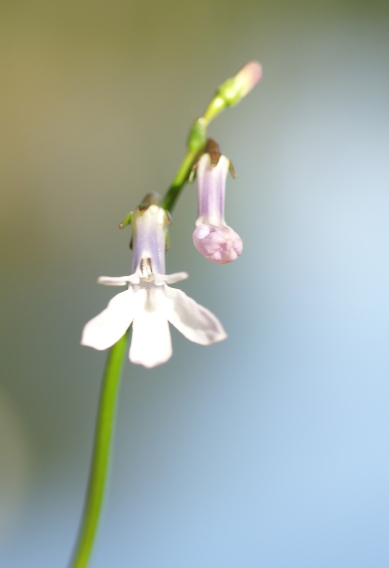 Dortmann's Cardinalflower photo 4
