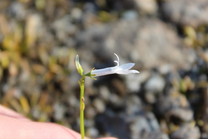 Dortmann's Cardinalflower photo 3