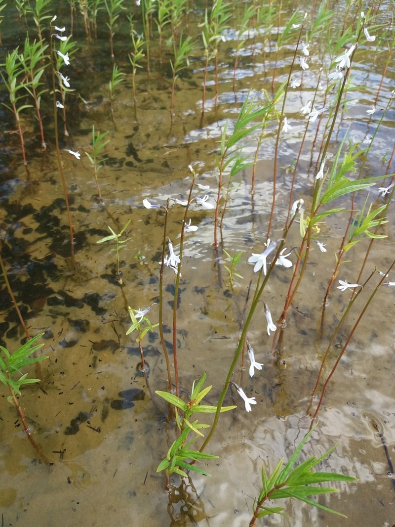 Dortmann's Cardinalflower photo 4