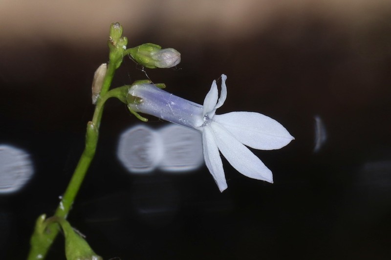 Dortmann's Cardinalflower photo 5
