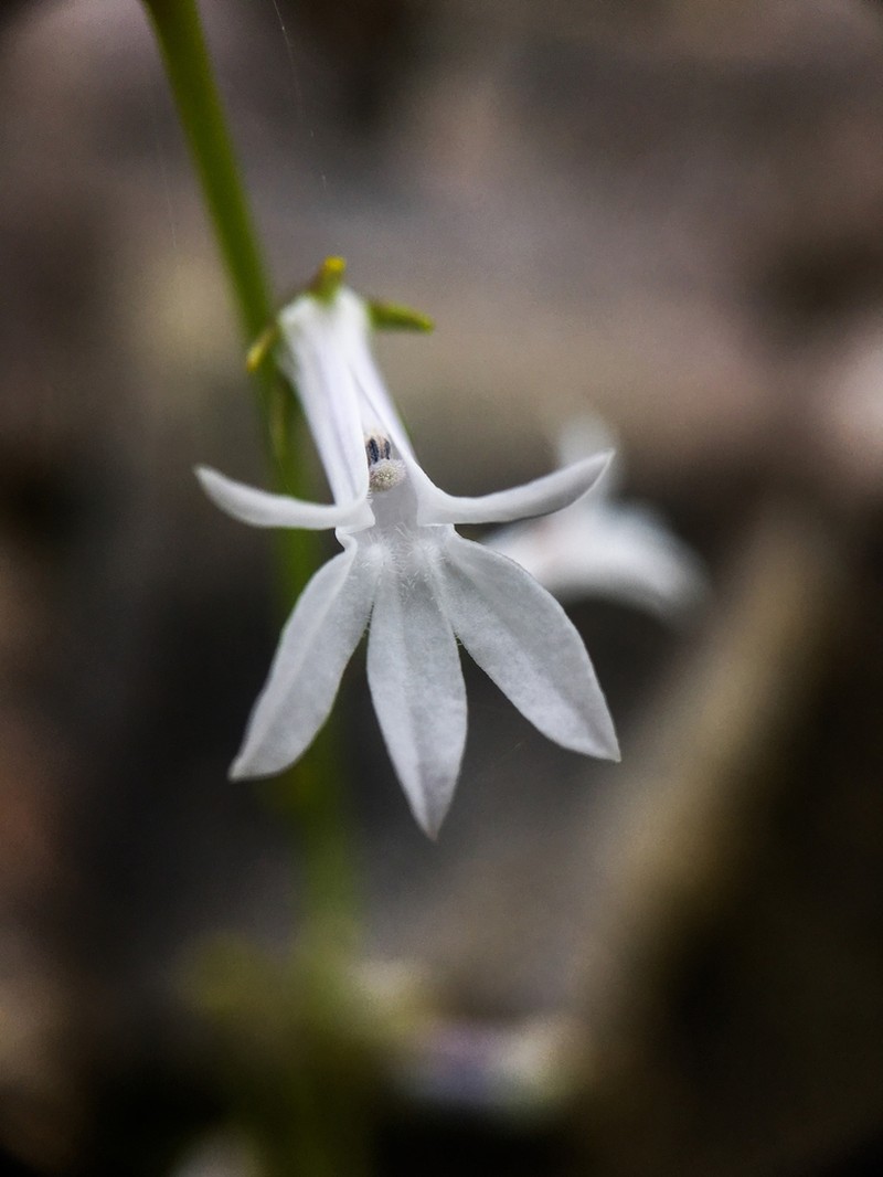 Dortmann's Cardinalflower photo 6