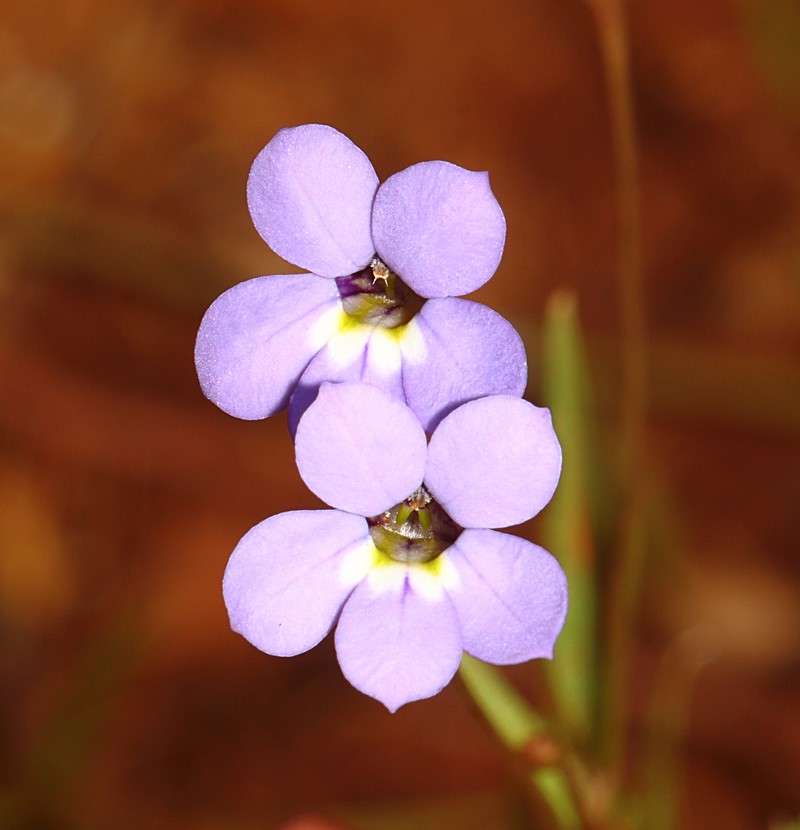 Lobelia douglasiana
