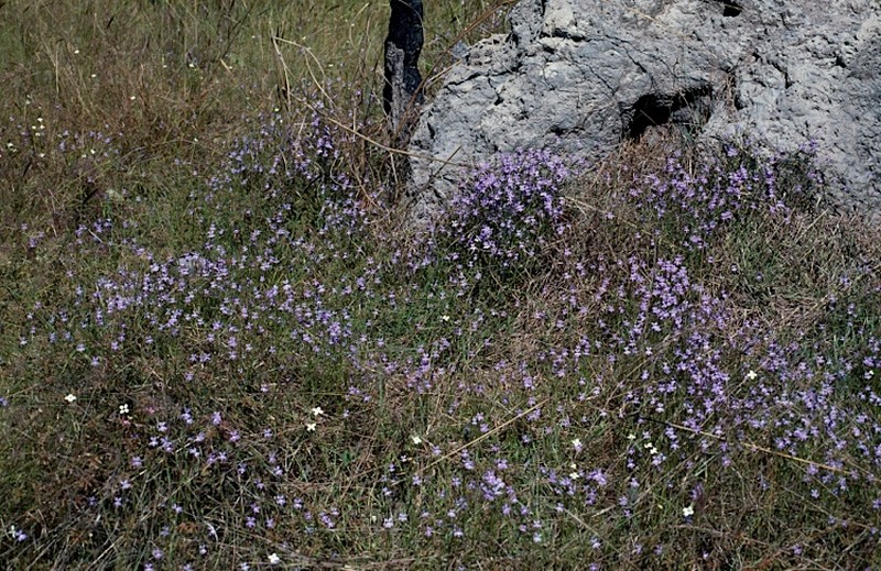 Lobelia douglasiana photo 2