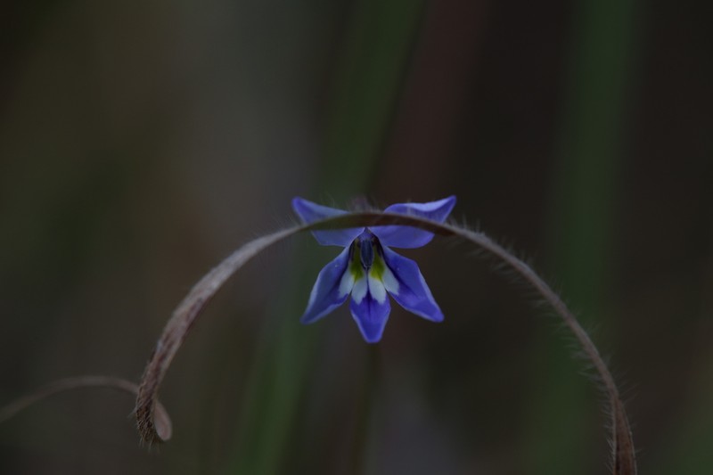 Lobelia douglasiana photo 3