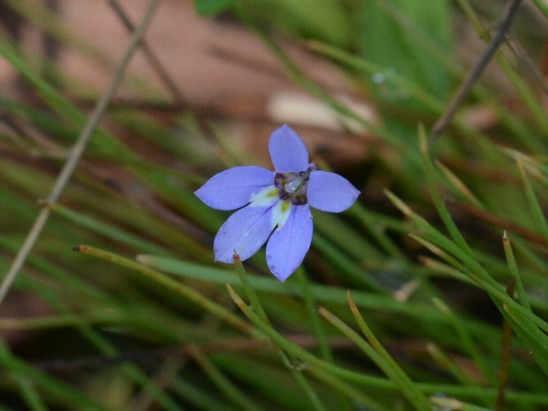 Lobelia douglasiana photo 4