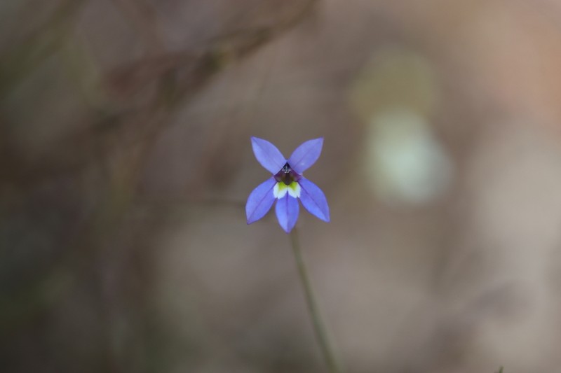 Lobelia douglasiana photo 5