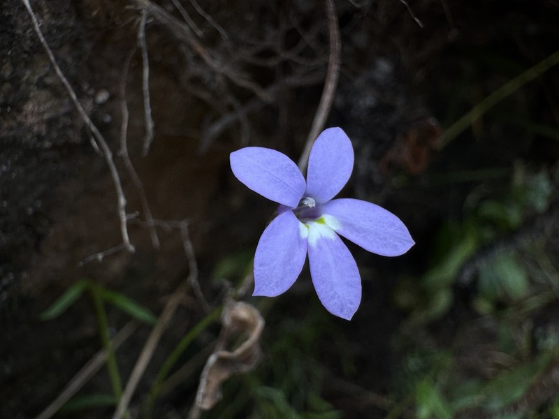Lobelia douglasiana photo 6