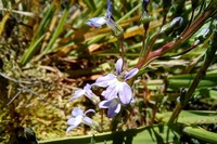 Lobelia dregeana