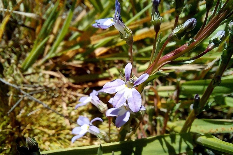 Lobelia dregeana