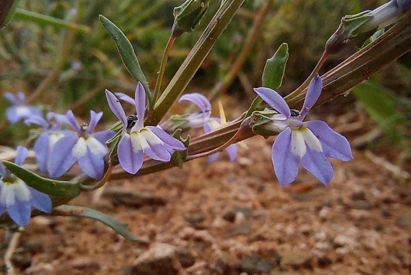 Lobelia dregeana photo 2