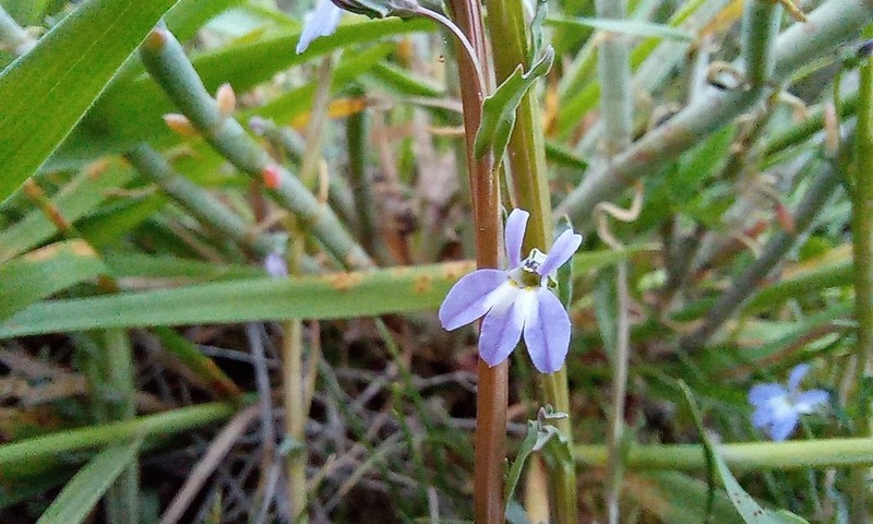 Lobelia dregeana photo 3