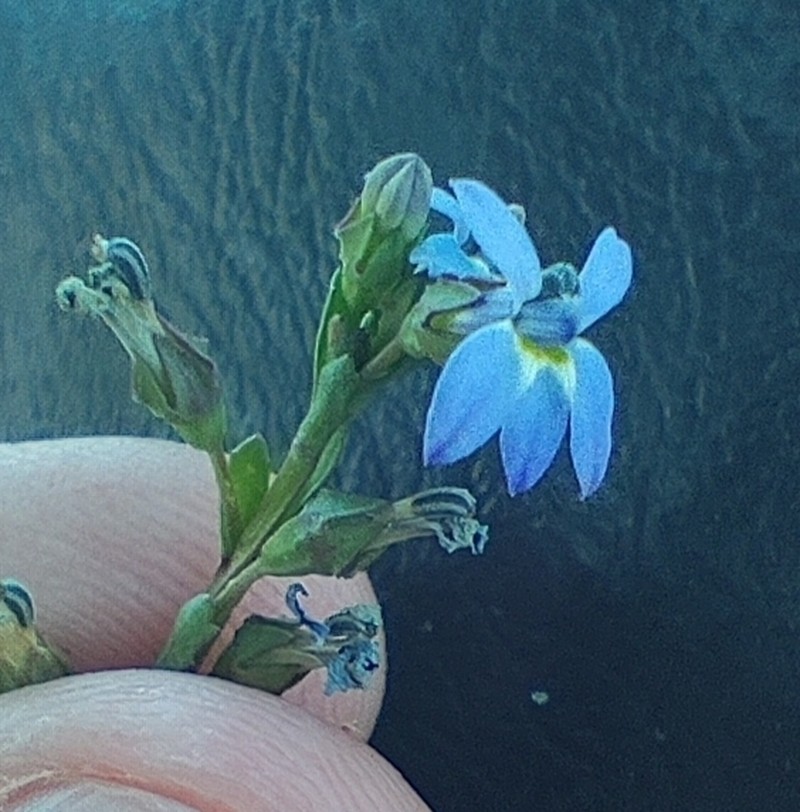 Lobelia dregeana photo 4