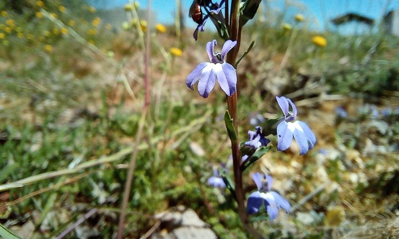 Lobelia dregeana photo 5
