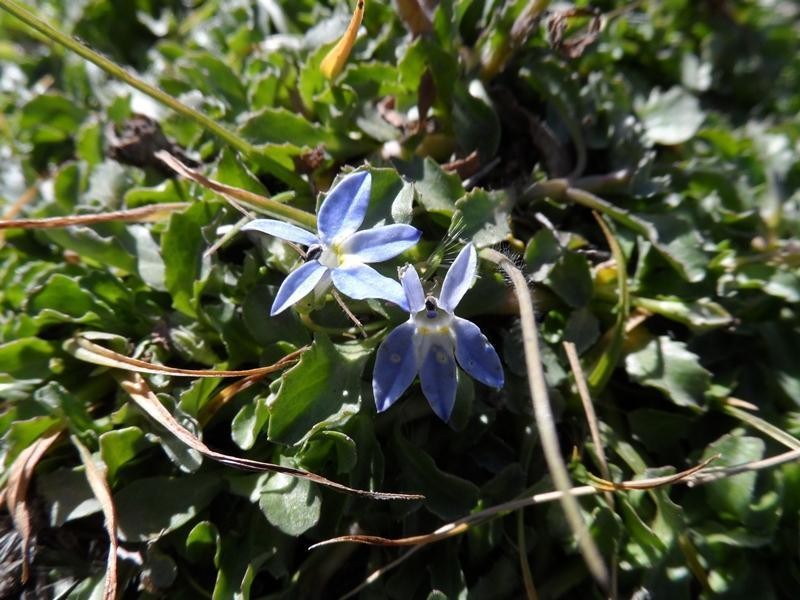 Lobelia dregeana photo 6