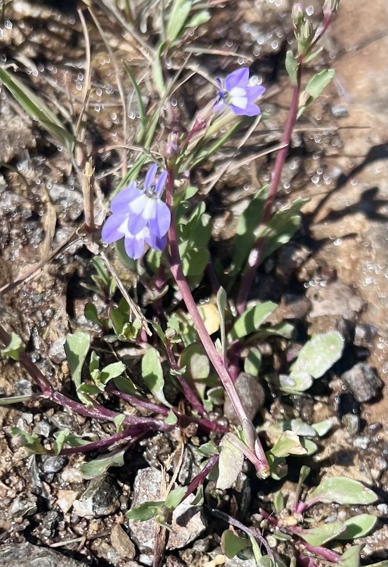 Lobelia dregeana photo 7
