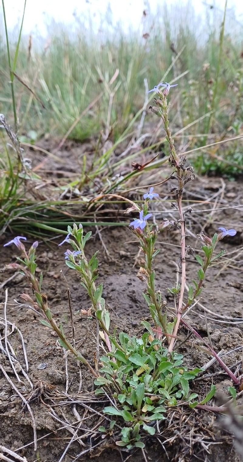 Lobelia dregeana photo 8