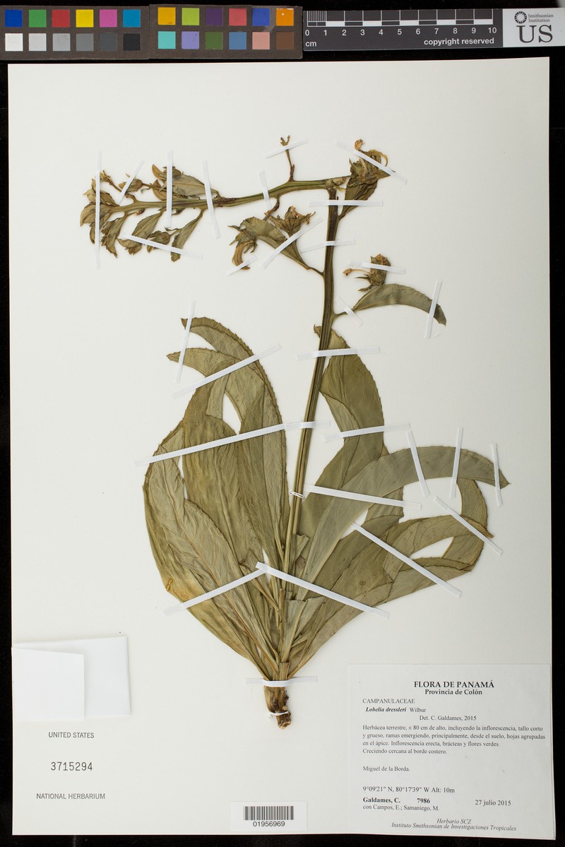 Lobelia dressleri