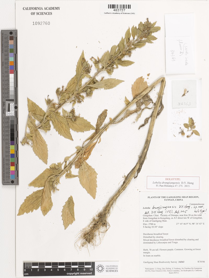 Lobelia drungjiangensis