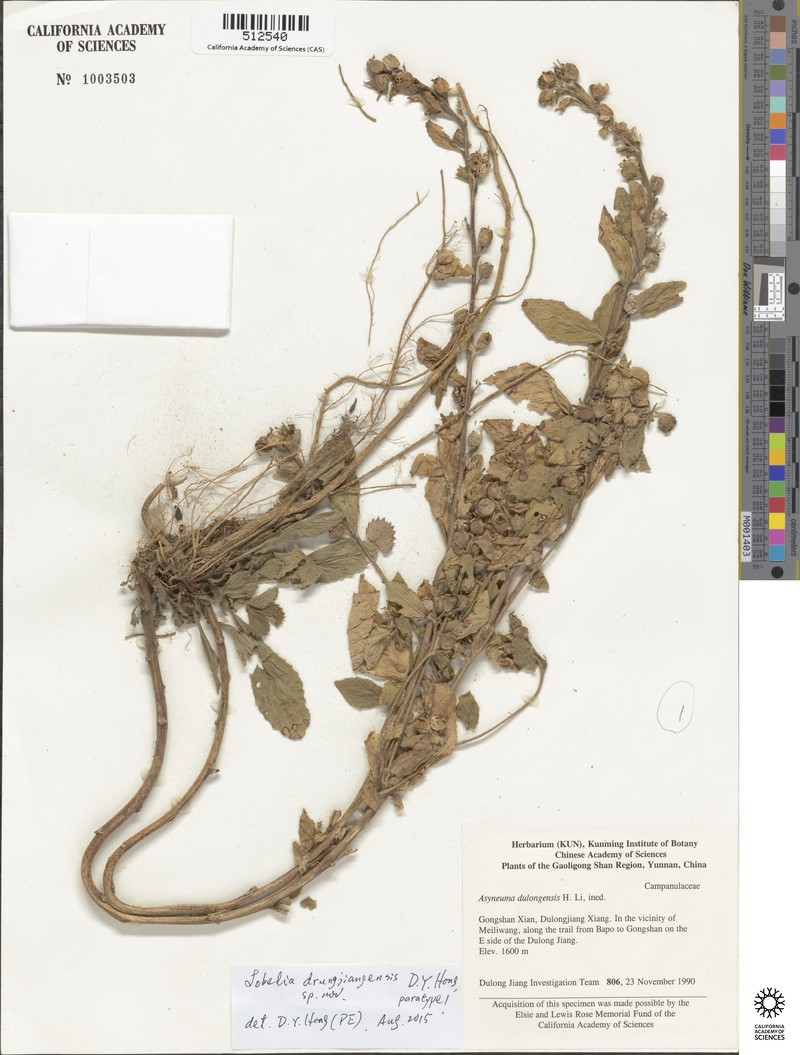 Lobelia drungjiangensis photo 2