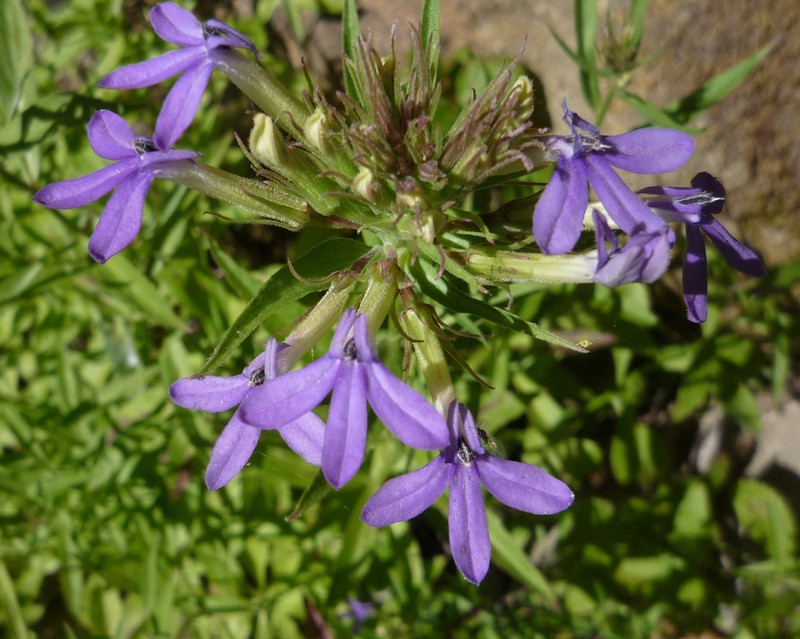 Dunn's Lobelia