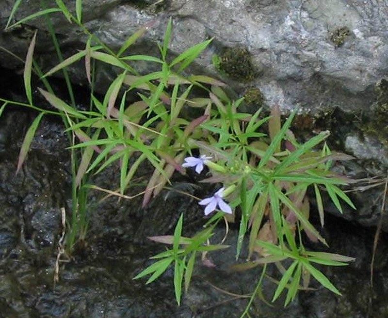 Dunn's Lobelia photo 2