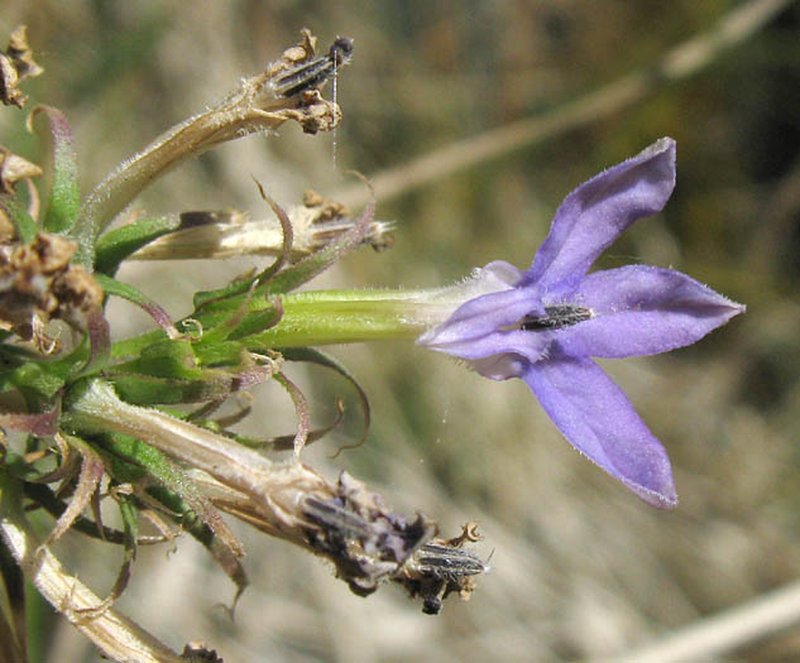Dunn's Lobelia photo 3