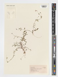 Lobelia duriprati