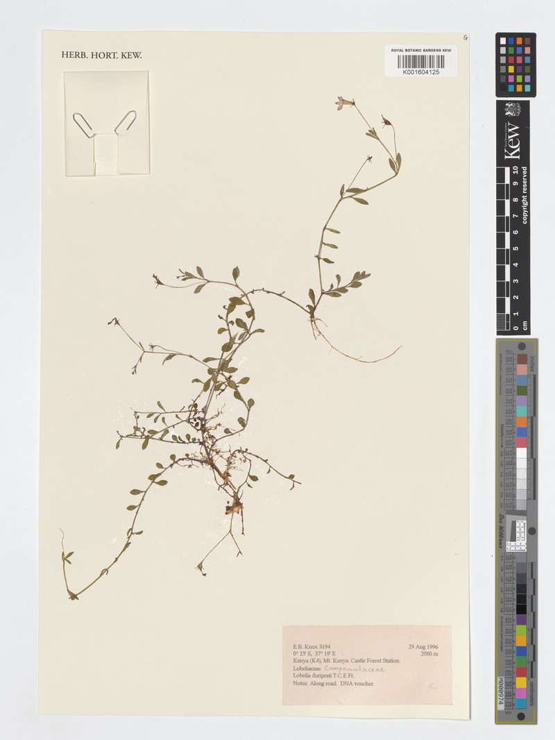 Lobelia duriprati