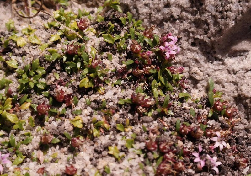 Lobelia eckloniana