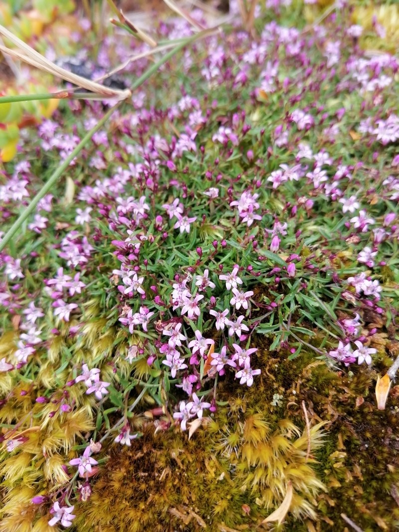 Lobelia eckloniana photo 2