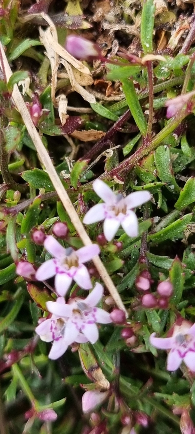 Lobelia eckloniana photo 3