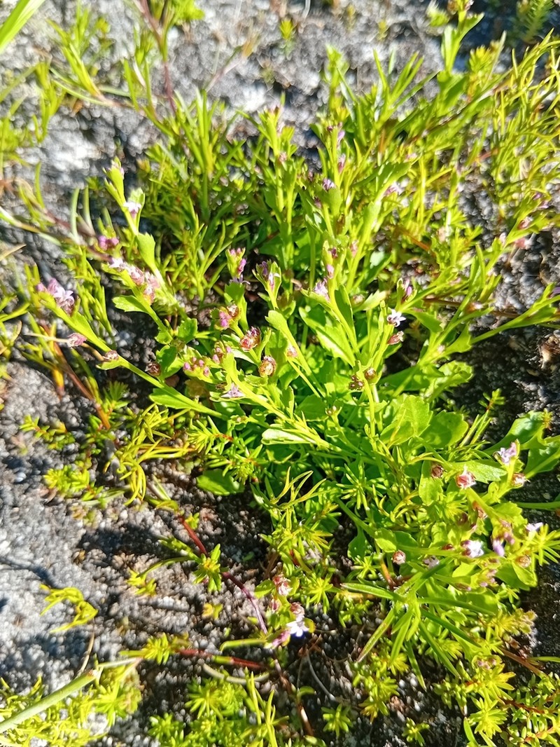 Lobelia eckloniana photo 4