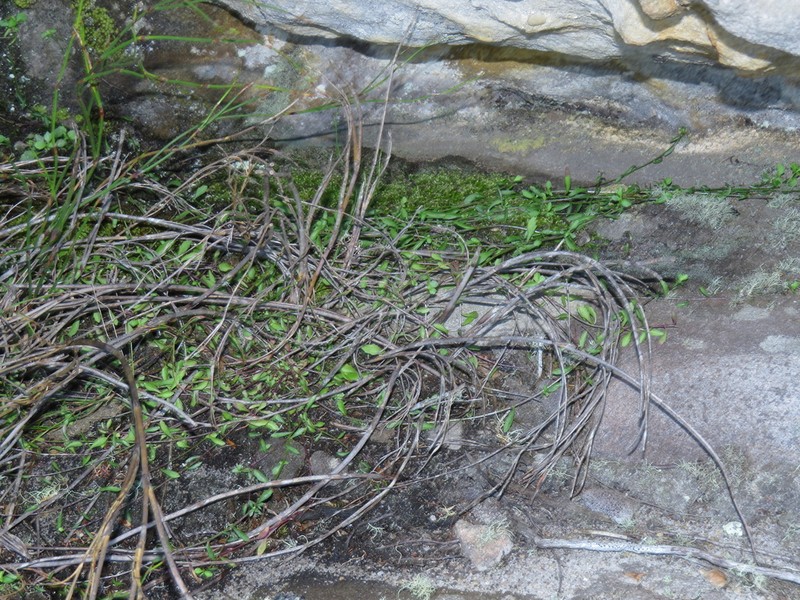Lobelia eckloniana photo 5