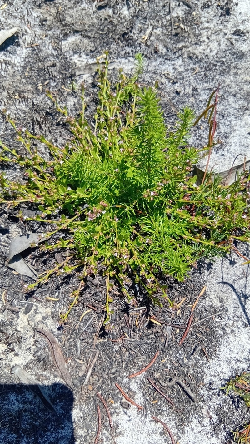 Lobelia eckloniana photo 6
