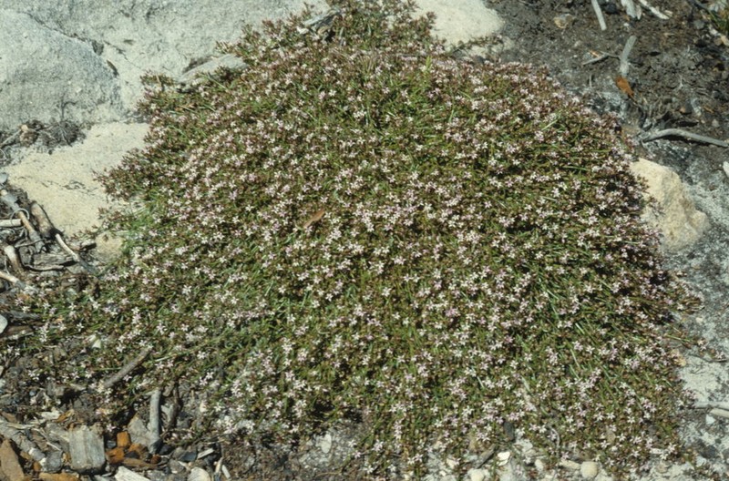Lobelia eckloniana photo 7