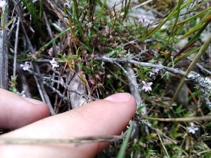Lobelia eckloniana photo 8