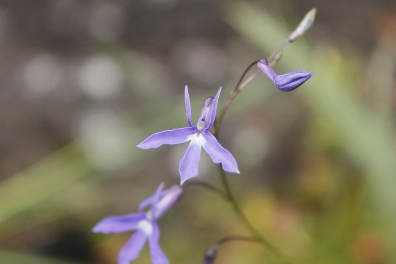 Lobelia ehrenbergii