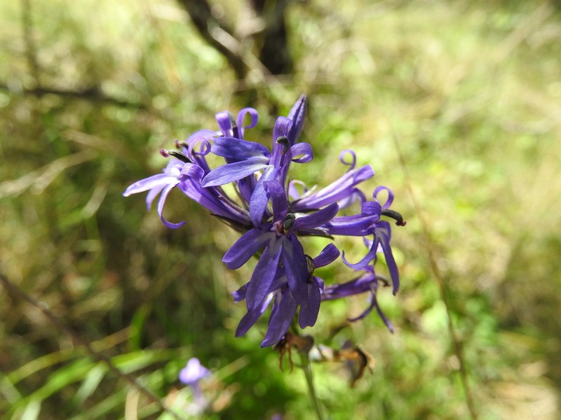 Lobelia ehrenbergii photo 2