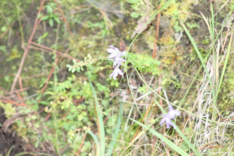Lobelia ehrenbergii photo 3